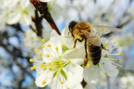 Bee on white flower