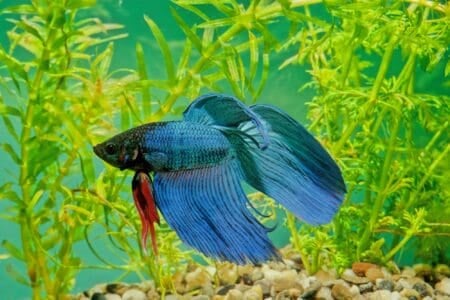 Colorful betta fish inside the aquarium