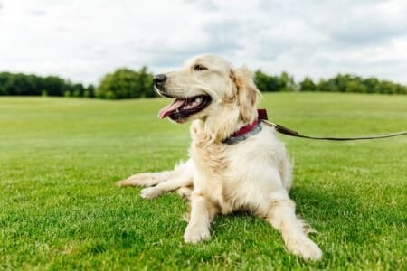 Female golden retriever dog lying on the lawn