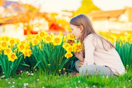 Little girl smelling daffodils in the garden