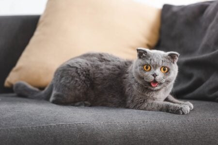 Gray cat on sofa