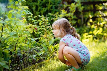 Little girl picking raspberry while sitting