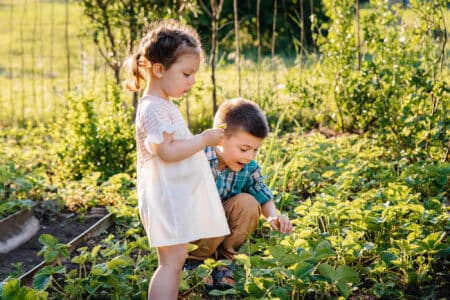 Brother and sister collecting and eating ripe strawberries in the garden