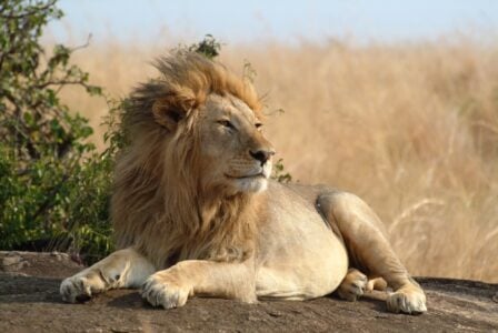 Lion relaxes on the rock