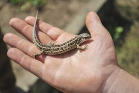 Lizard on man's palm