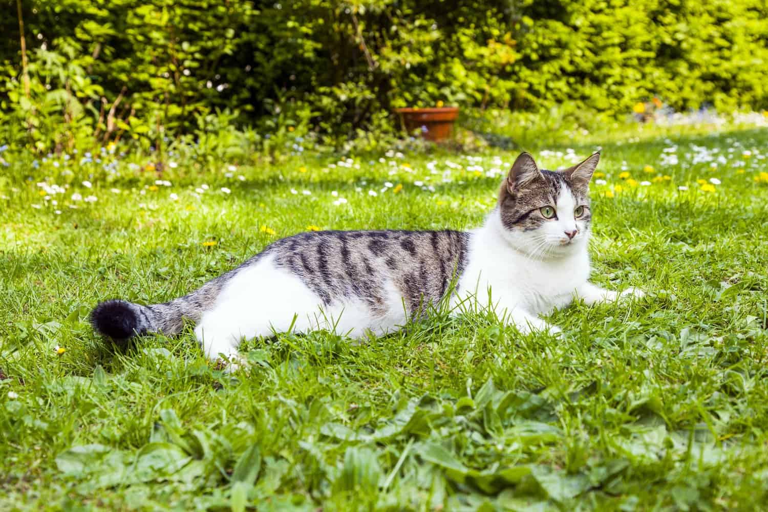 Adorable cat lying on the grass peacefully