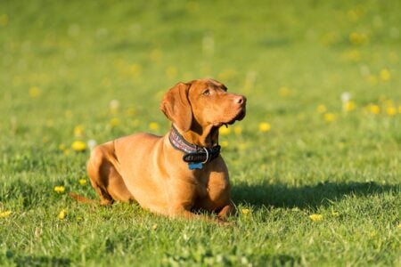 Male dog lying on the green grass