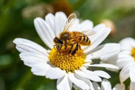 Bee on daisy flower