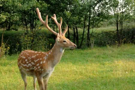 Deer in the forest