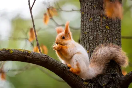 Cute squirrel on the tree in autumn park